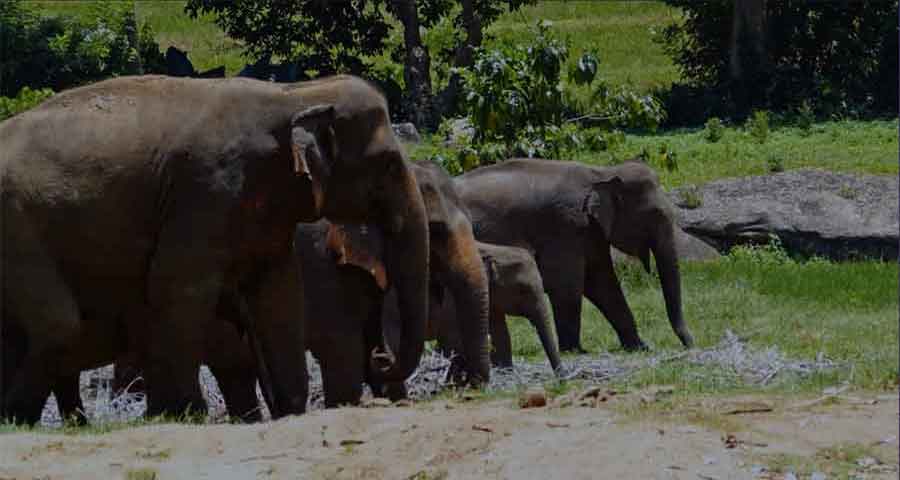 ELEPHANT IN THE ROOM