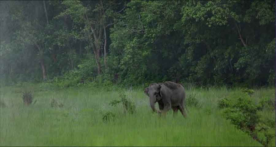 ELEPHANT IN THE ROOM